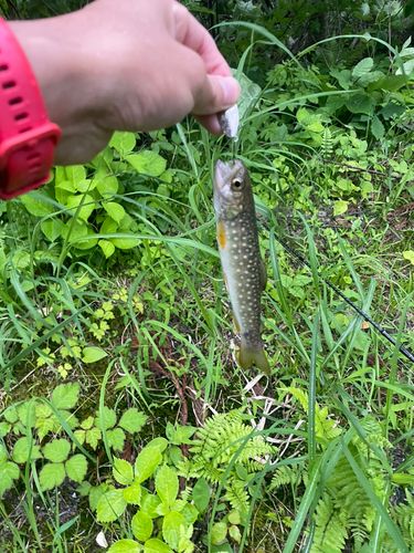 ブラウントラウトの釣果
