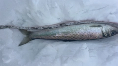 ニシンの釣果