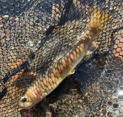 ヤマトイワナの釣果