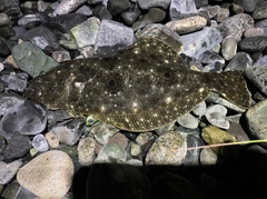 ヒラメの釣果