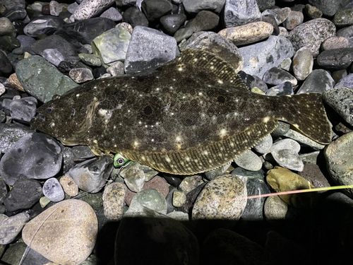 ヒラメの釣果