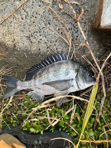 チヌの釣果