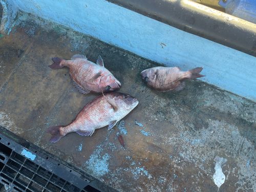 マダイの釣果