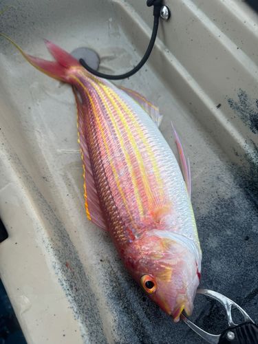 イトヨリダイの釣果