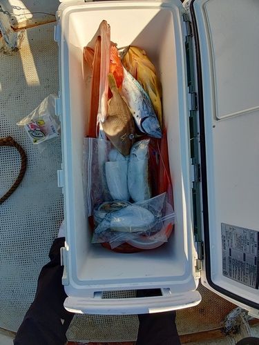 アカヤガラの釣果