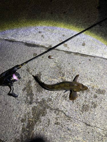 アイナメの釣果