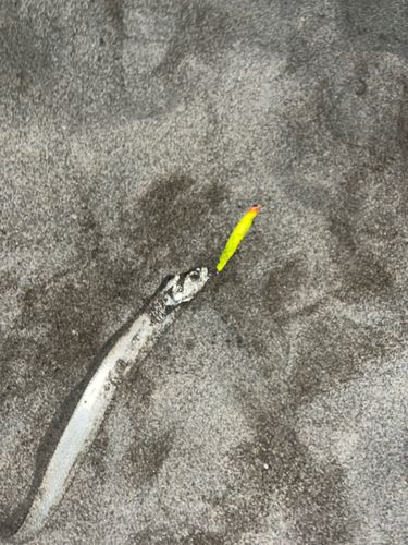 タチウオの釣果