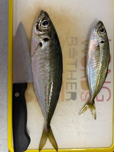マアジの釣果
