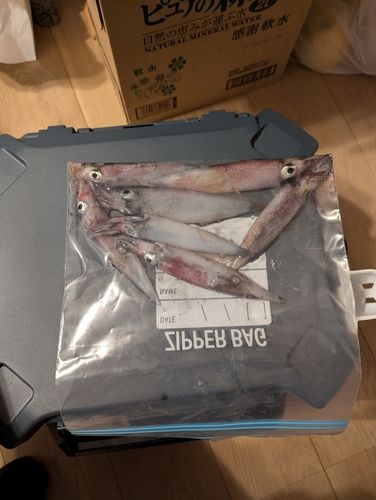 ヤリイカの釣果