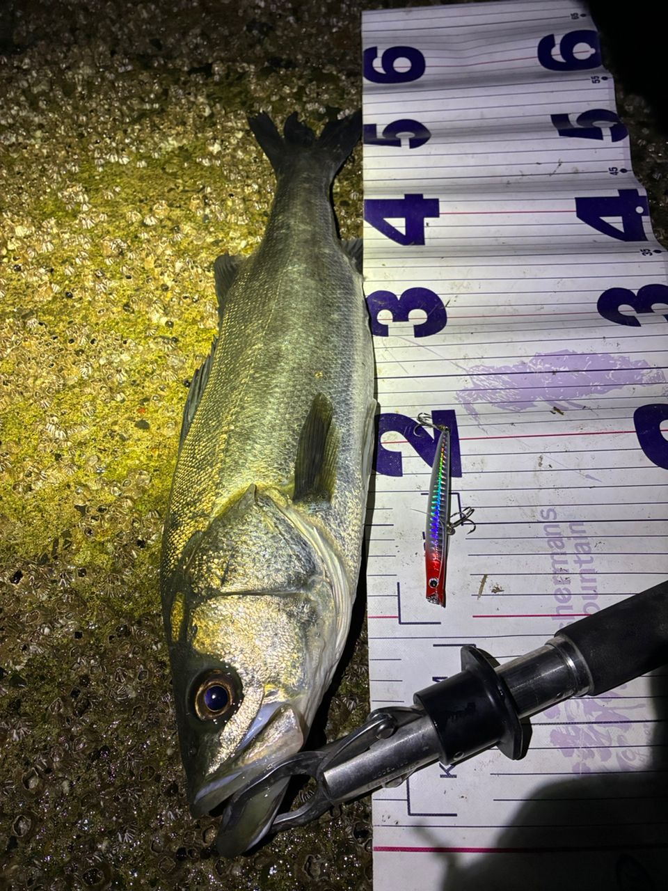 SHIMANO 23ディアルーナ S90Lの最安値・インプレ・釣果 | 本音の口コミ