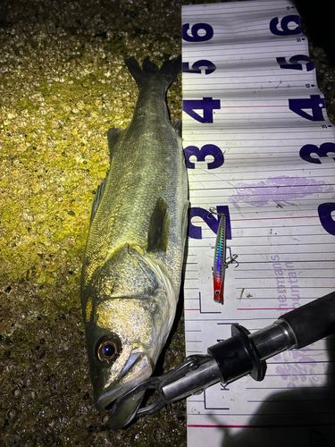 フッコ（マルスズキ）の釣果