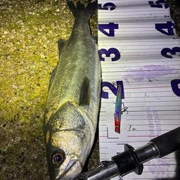 フッコ（マルスズキ）