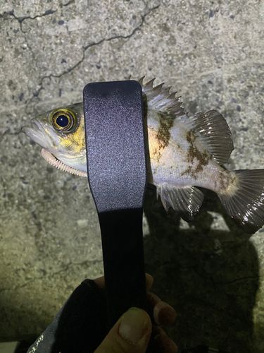 シロメバルの釣果