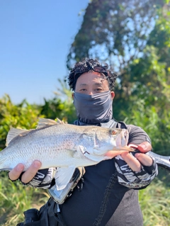 バラマンディの釣果