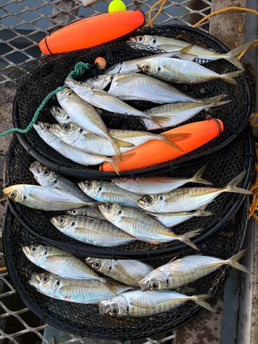 アジの釣果
