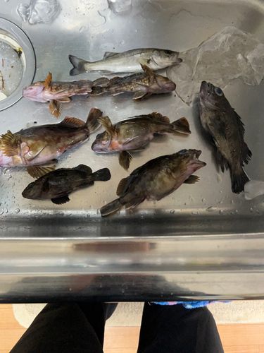 カサゴの釣果
