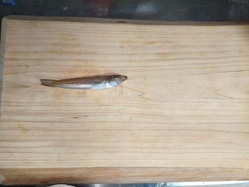 森漁港（愛媛）