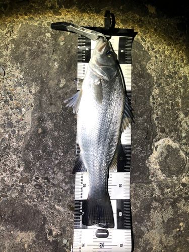 ヒラスズキの釣果