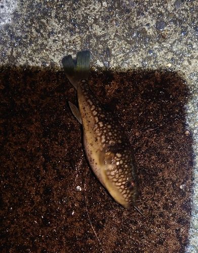 クサフグの釣果