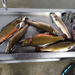 ブルックトラウト