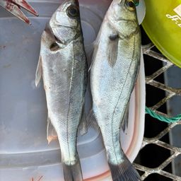 セイゴ（ヒラスズキ）