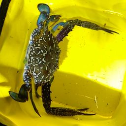 タイワンガザミ