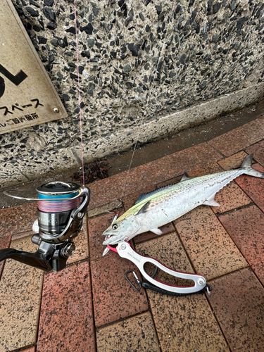サゴシの釣果