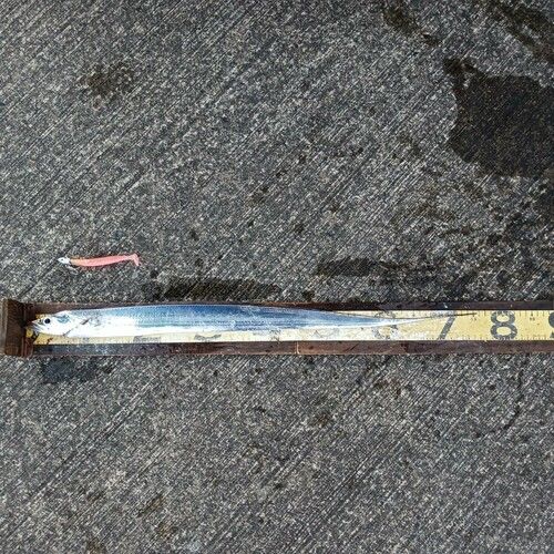 タチウオの釣果