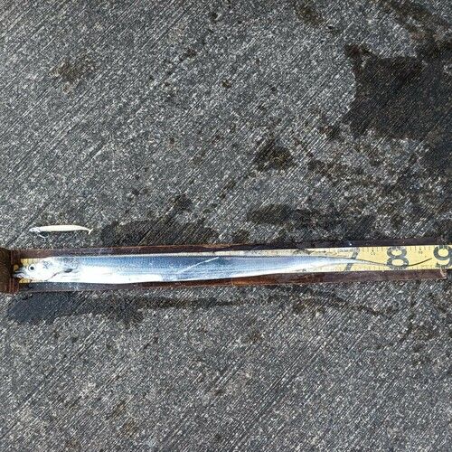 タチウオの釣果