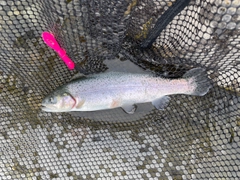 ニジマスの釣果