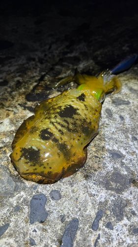 アオリイカの釣果