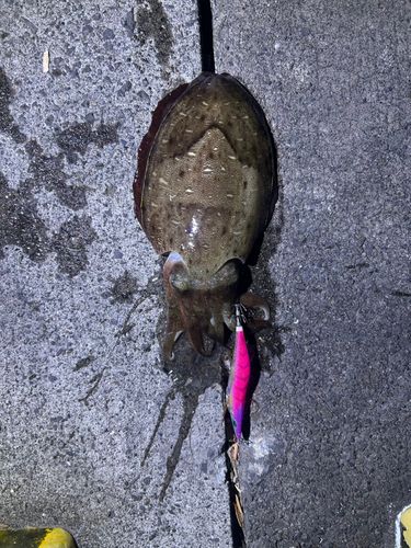 コウイカの釣果