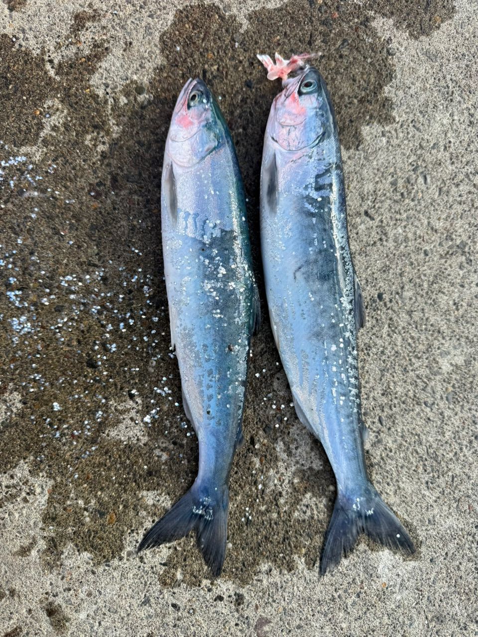 ジークラフト　セブンセンス　モンスターサーフMSS-1072-TR Gクラフト】 セブンセンスTR モンスターサーフ MSS-1072-TR G-CRAFT