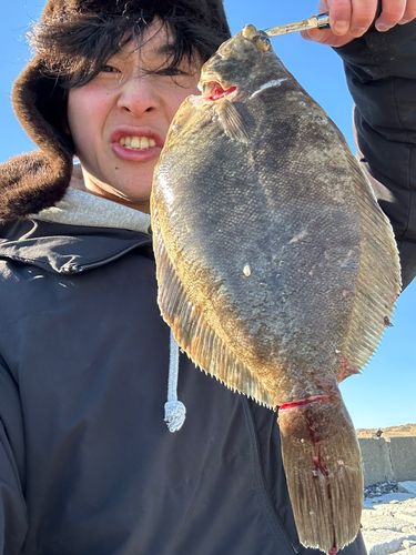 マコガレイの釣果