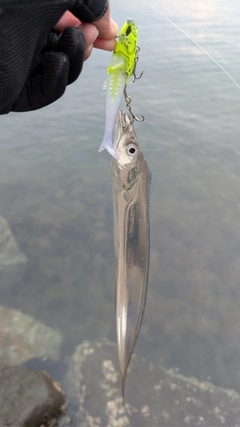 タチウオの釣果