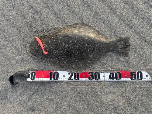 ヒラメの釣果