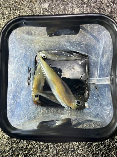 ヤリイカの釣果