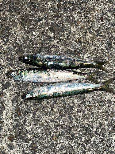 イワシの釣果