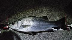 ヒラスズキの釣果