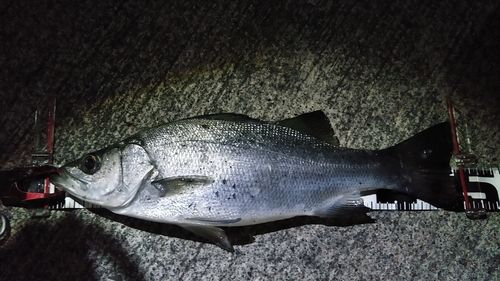 ヒラスズキの釣果