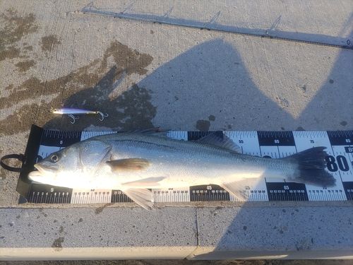 天神川河口（鳥取）