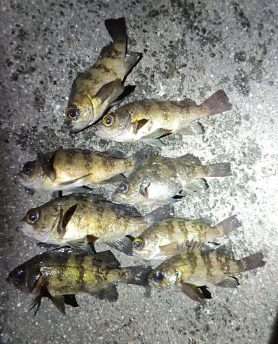 メバルの釣果