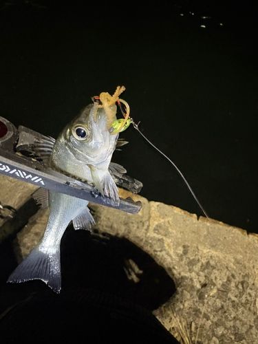 日明海峡釣り公園