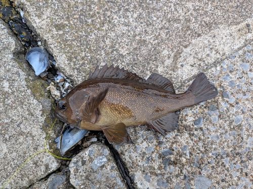 エゾメバルの釣果