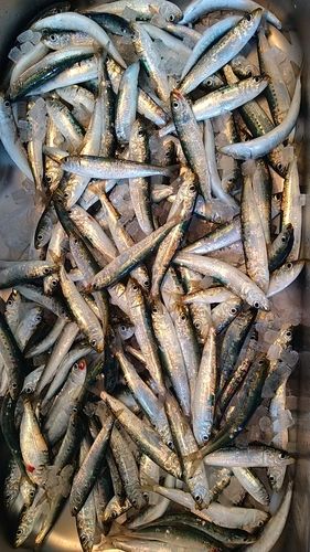 マイワシの釣果