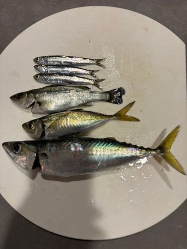 サバの釣果