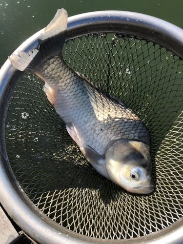 ヘラブナの釣果