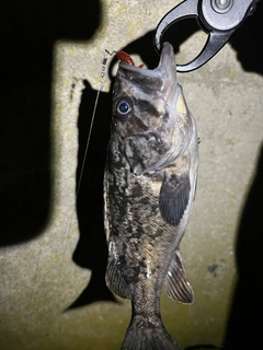 クロソイの釣果