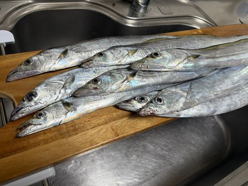 タチウオの釣果