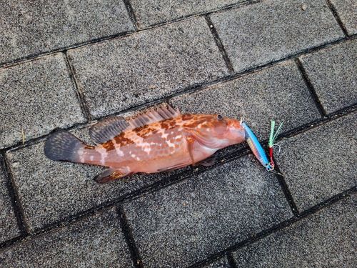 キジハタの釣果